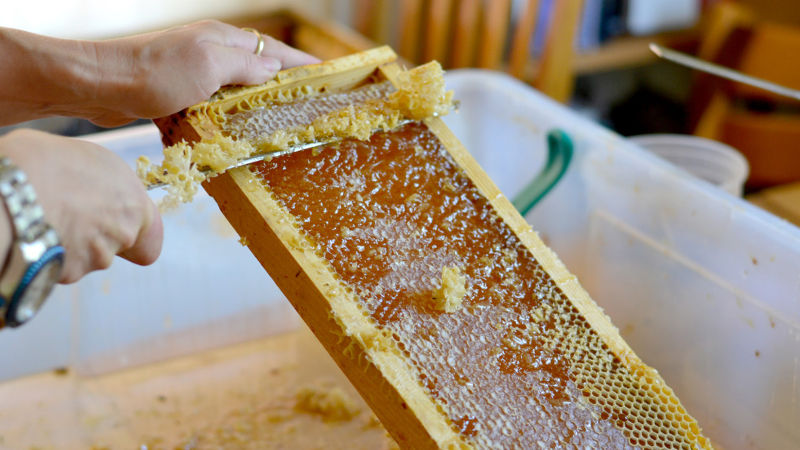 Join us for this sweet experience as you're guided through the process to producing your own jar of luscious honey!
